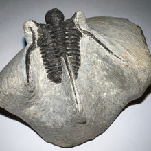 Load image into Gallery viewer, Large Spiny Cyphaspis Fossil Trilobite 1.6 Inches
