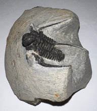 Load image into Gallery viewer, Large Spiny Cyphaspis Fossil Trilobite 1.6 Inches
