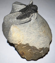 Load image into Gallery viewer, Large Spiny Cyphaspis Fossil Trilobite 1.6 Inches
