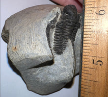 Load image into Gallery viewer, Large Spiny Cyphaspis Fossil Trilobite 1.6 Inches
