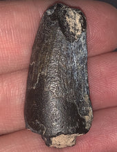 Load image into Gallery viewer, Serrated Suchomimus Fossil Tooth 1.45 Inches VERY RARE!!
