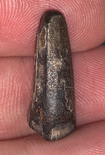 Load image into Gallery viewer, Suchomimus Juvenile Tooth VERY RARE!! .875 Inches!
