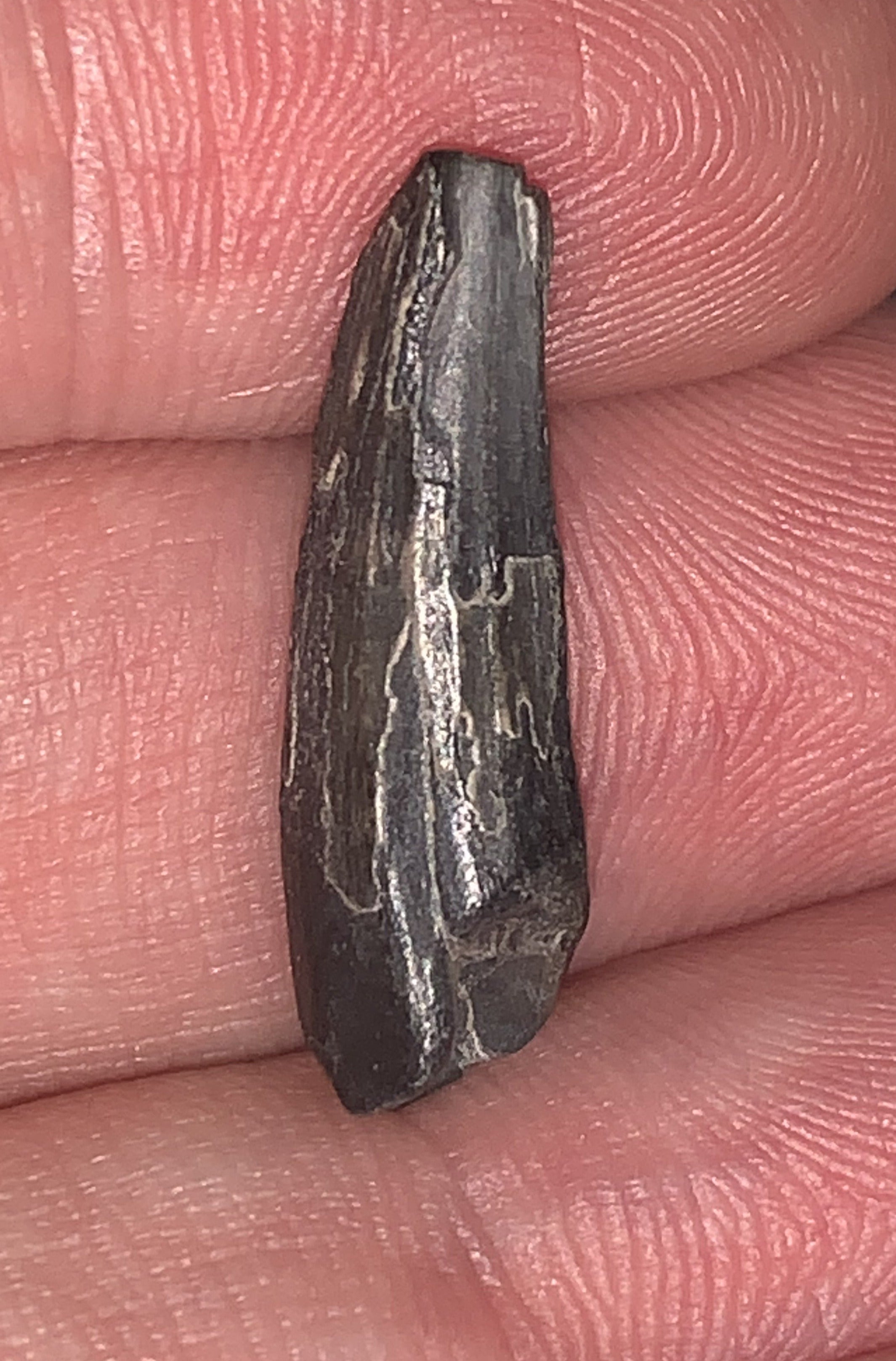 Suchomimus Juvenile Fossil Tooth VERY RARE!! .94 Inches! – Jako's ...