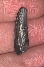 Load image into Gallery viewer, Suchomimus Juvenile Tooth VERY RARE!! .94 Inches!
