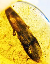 Load image into Gallery viewer, Dinosaur age Burmite Fossil AMBER with a Large 10 mm Beetle! TESTED FOR AUTHENTICITY!!
