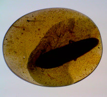 Load image into Gallery viewer, Dinosaur age Burmite Fossil AMBER with a Large 10 mm Beetle! TESTED FOR AUTHENTICITY!!
