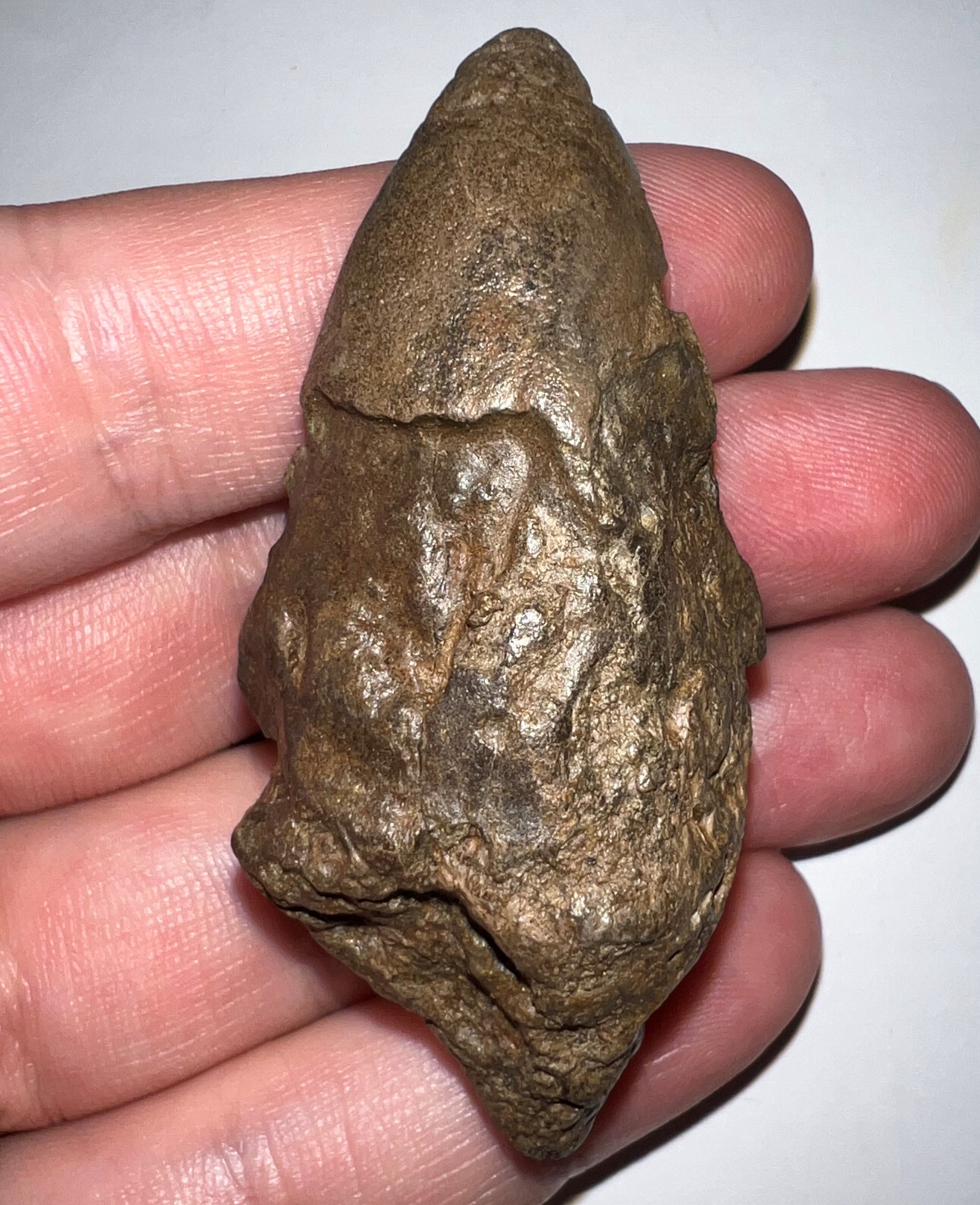 Large Pachycephalosaurus Dinosaur Skull Spike 2.52 Inches with a Bite Mark