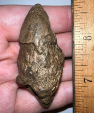 Load image into Gallery viewer, Large Pachycephalosaurus Dinosaur Skull Spike 2.52 Inches with a Bite Mark
