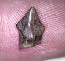 Load image into Gallery viewer, Huge Pachycephalosaurus Fossil Dinosaur Tooth .4 Inches Pointy Tip!
