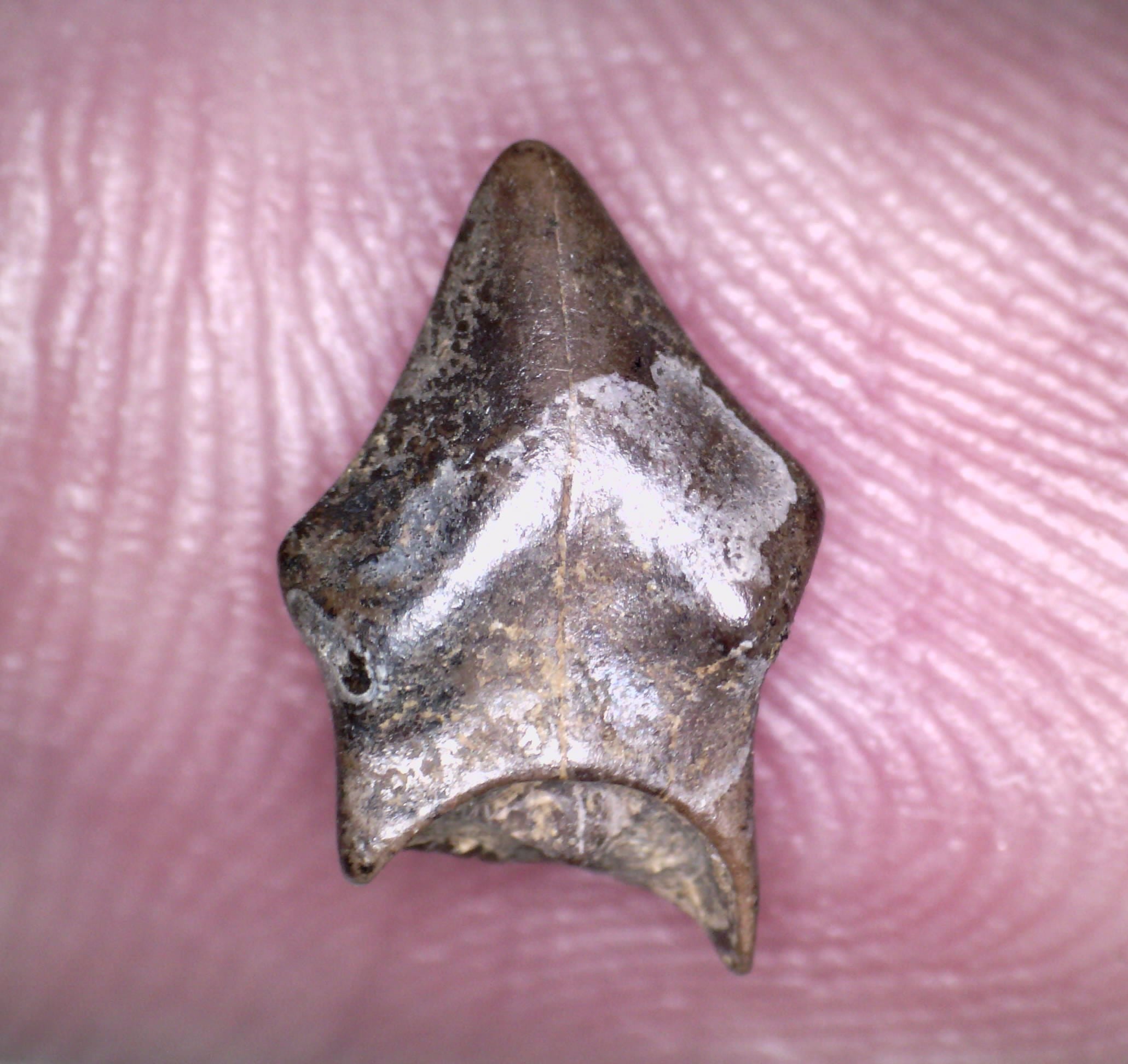 Huge Pachycephalosaurus Fossil Dinosaur Tooth .4 Inches Pointy Tip!