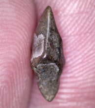 Load image into Gallery viewer, Huge Pachycephalosaurus Fossil Dinosaur Tooth .4 Inches Pointy Tip!
