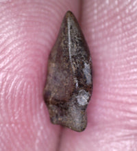 Load image into Gallery viewer, Huge Pachycephalosaurus Fossil Dinosaur Tooth .4 Inches Pointy Tip!
