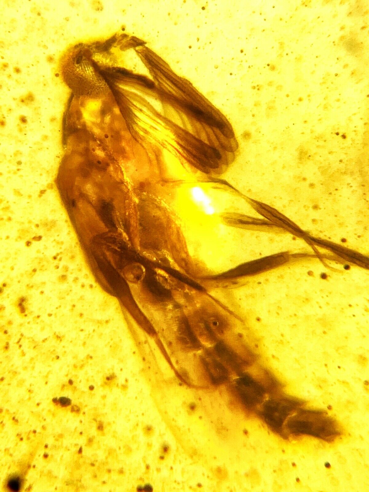 Dinosaur age Burmite AMBER with a Rare Pristine PARASITOID BEETLE RIPIPHORIDAE! TESTED FOR AUTHENTICITY!!