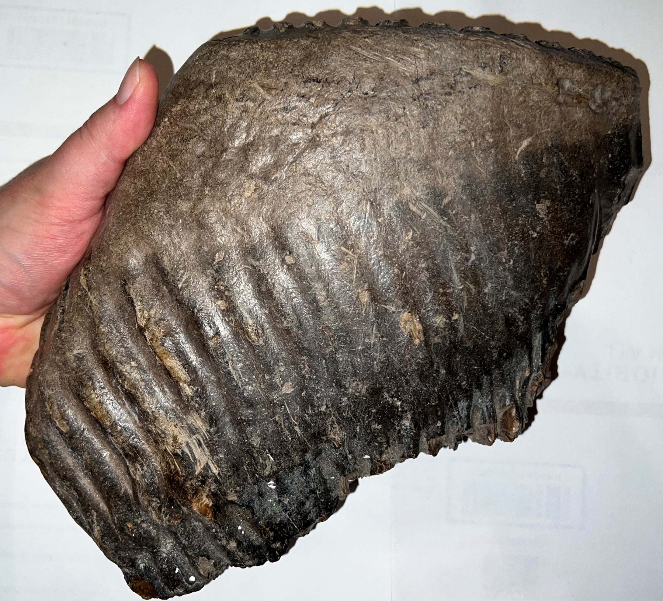 HUGE Ice Age Woolly Mammoth Molar 9.45 Inches from Siberia