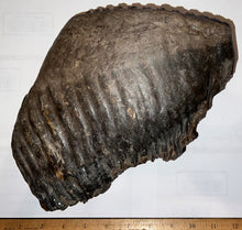 Load image into Gallery viewer, HUGE Ice Age Woolly Mammoth Molar 9.45 Inches from Siberia
