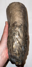 Load image into Gallery viewer, HUGE Ice Age Woolly Mammoth Molar 9.45 Inches from Siberia
