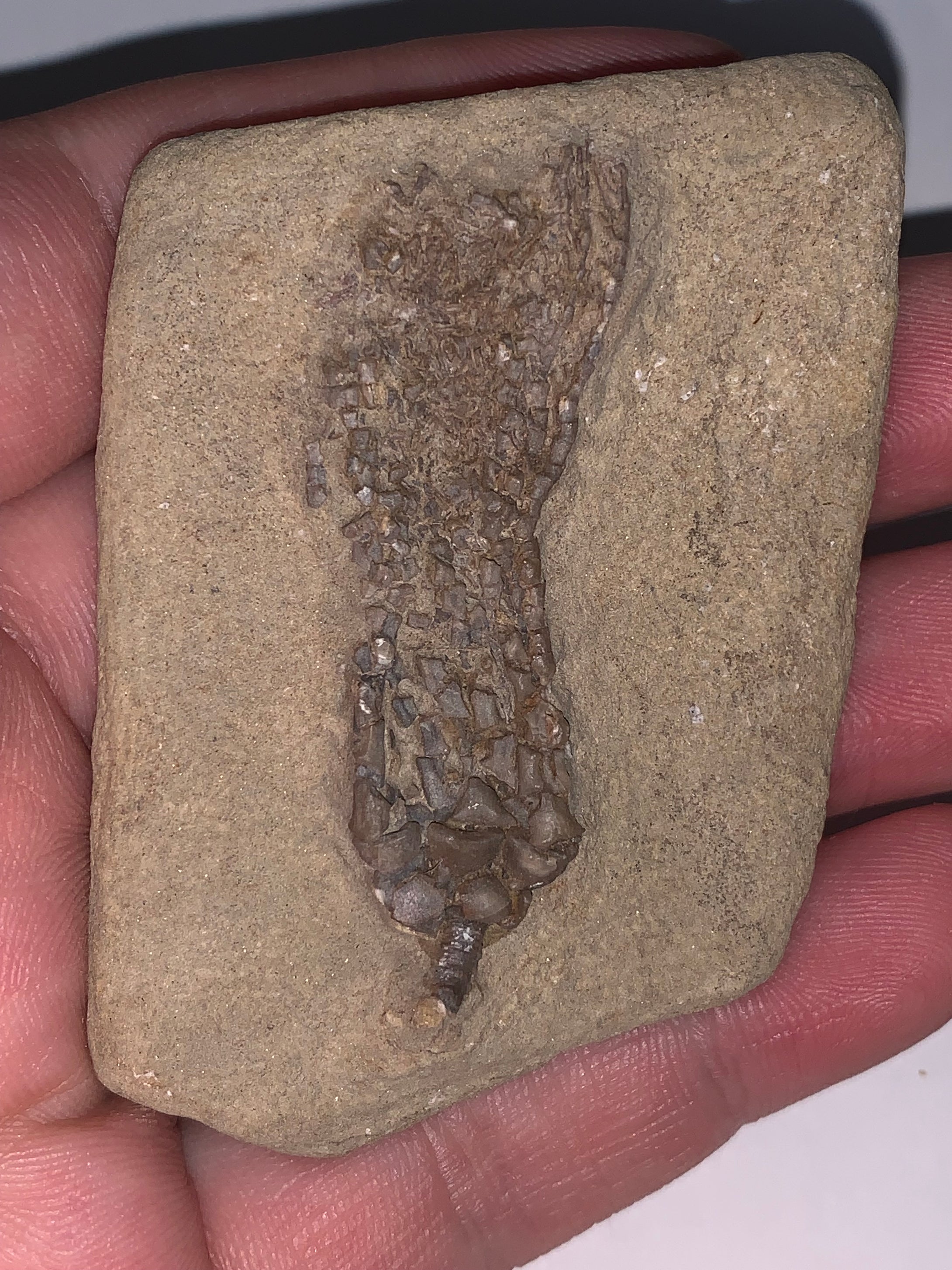 Fossil Crinoid from Crawfordsville, Indiana Scytalocrinus 2 Inches