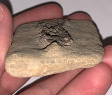 Load image into Gallery viewer, Fossil Crinoid from Crawfordsville, Indiana Scytalocrinus 2 Inches
