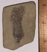 Load image into Gallery viewer, Fossil Crinoid from Crawfordsville, Indiana Scytalocrinus 2 Inches
