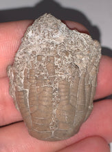 Load image into Gallery viewer, Fossil Crinoid from Crawfordsville, Indiana Zeacrinites 1.6 Inches
