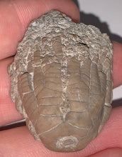 Load image into Gallery viewer, Fossil Crinoid from Crawfordsville, Indiana Zeacrinites 1.6 Inches
