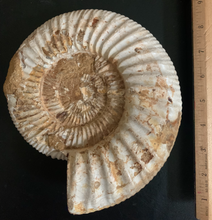 Load image into Gallery viewer, Extra Large Perisphinctes Ammonite from Madagascar 8 INCHES
