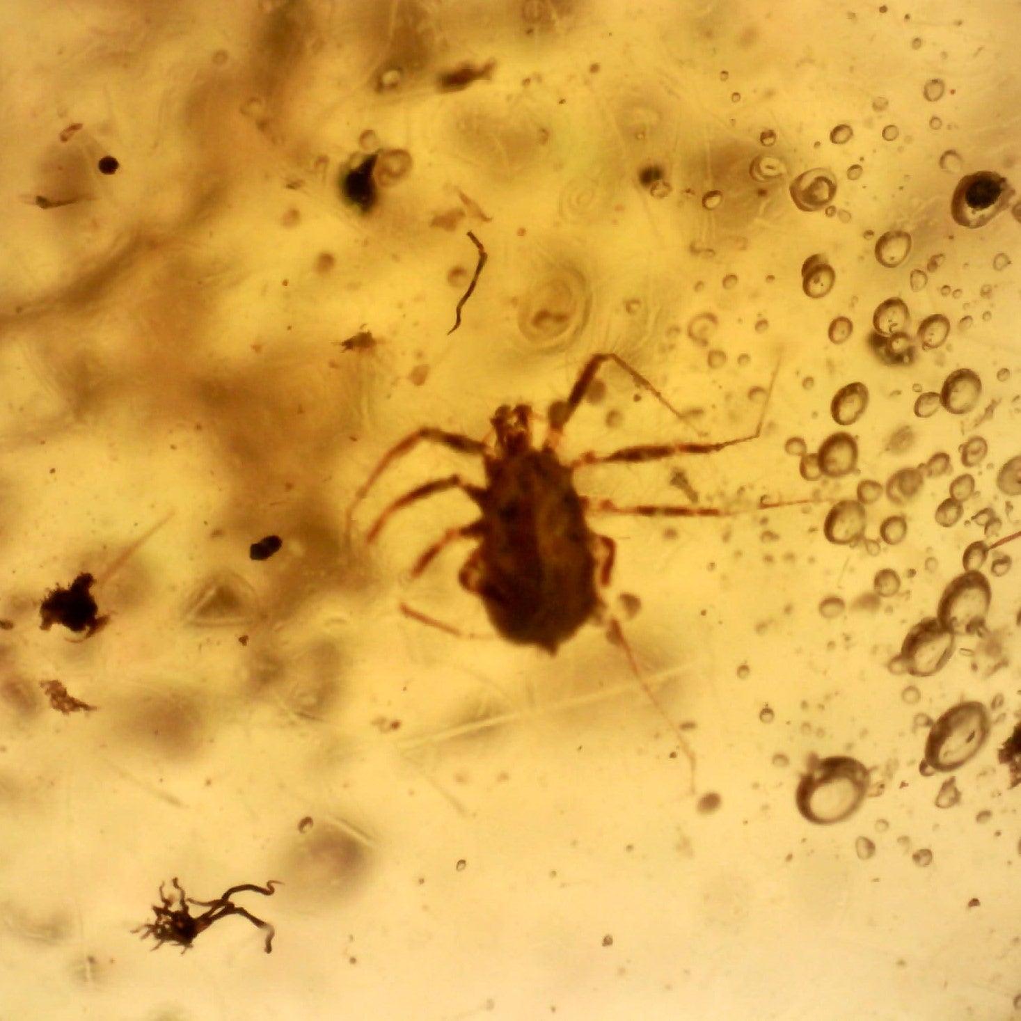 GEM Dinosaur age Burmite Fossil AMBER with a TICK and Two WINGED INSECTS! TESTED FOR AUTHENTICITY!!