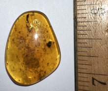 Load image into Gallery viewer, GEM Dinosaur age Burmite Fossil AMBER with a TICK and Two WINGED INSECTS! TESTED FOR AUTHENTICITY!!
